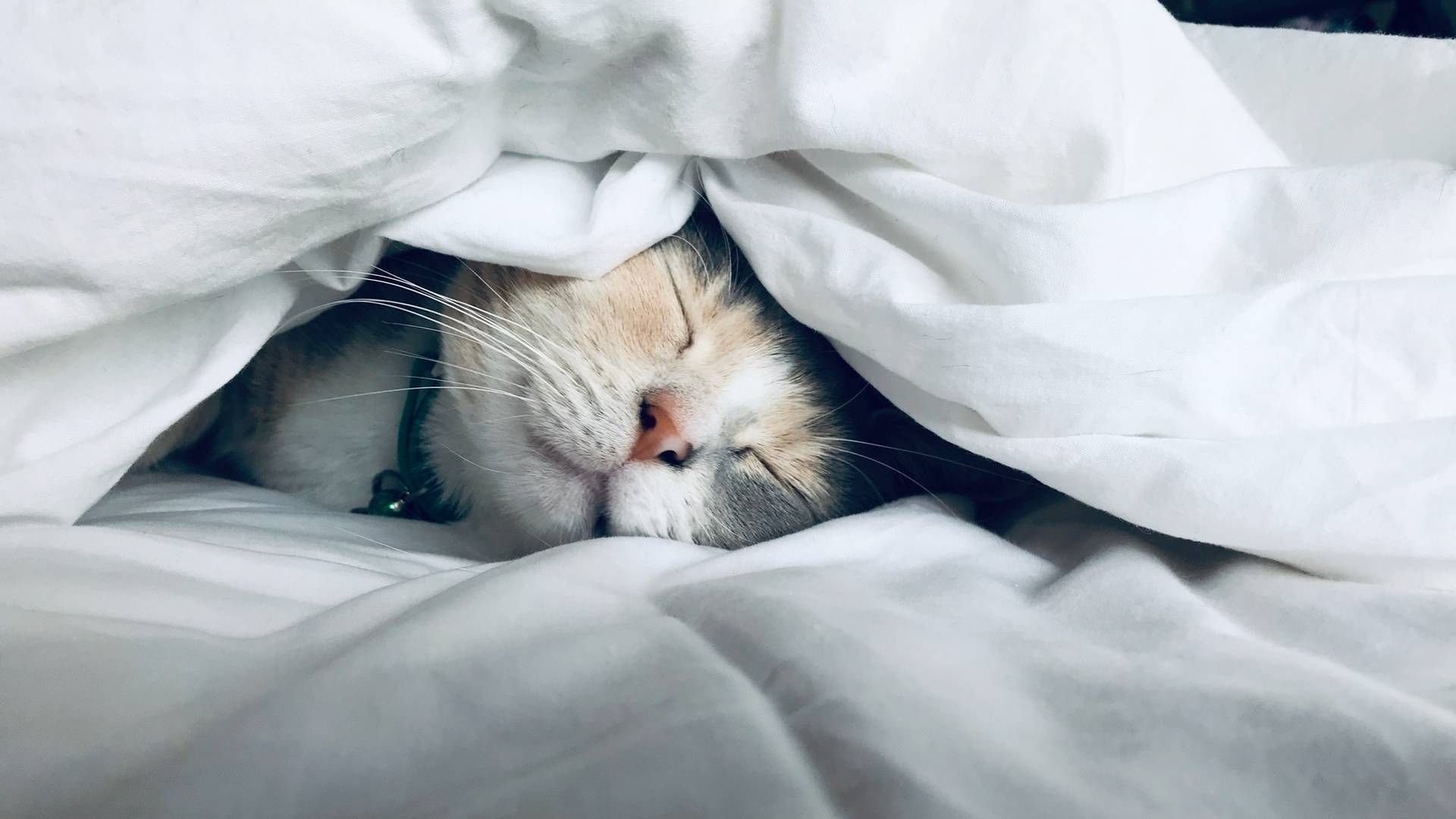 Sleepy cat snuggled in a warm bed.
